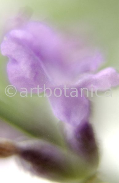 Lavendel-Lavendula-officinalis-69