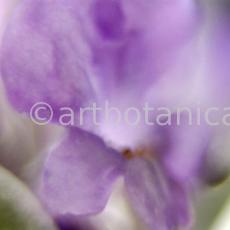 Lavendel-Lavendula-officinalis-65