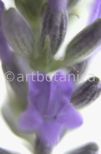 Lavendel-Lavendula-officinalis-35