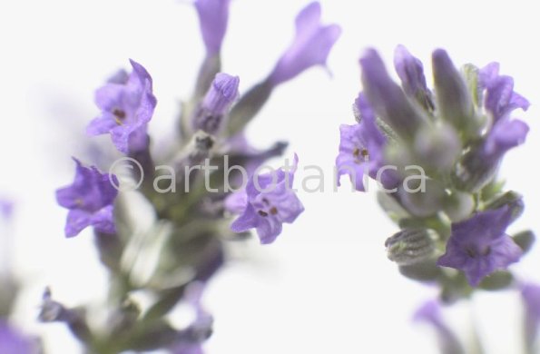 Lavendel-Lavendula-officinalis-38