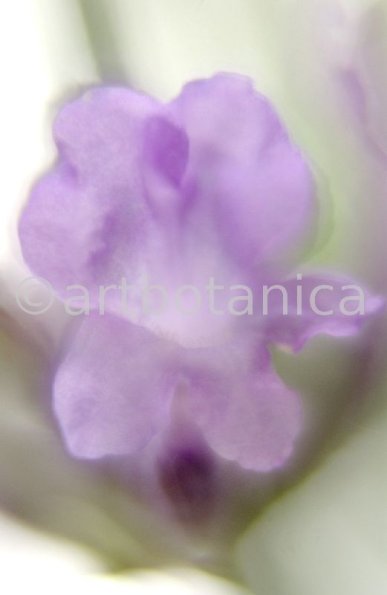 Lavendel-Lavendula-officinalis-67