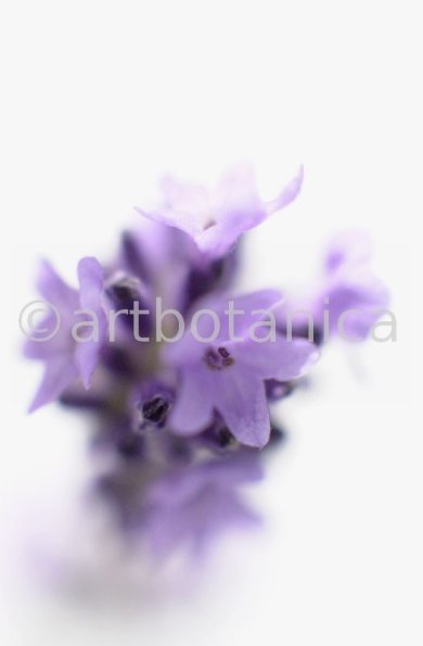 Lavendel-Lavendula-officinalis-2