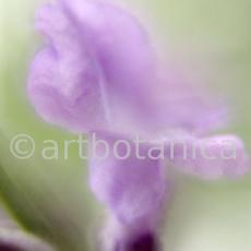 Lavendel-Lavendula-officinalis-68