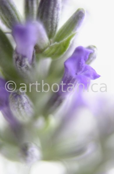 Lavendel-Lavendula-officinalis-22