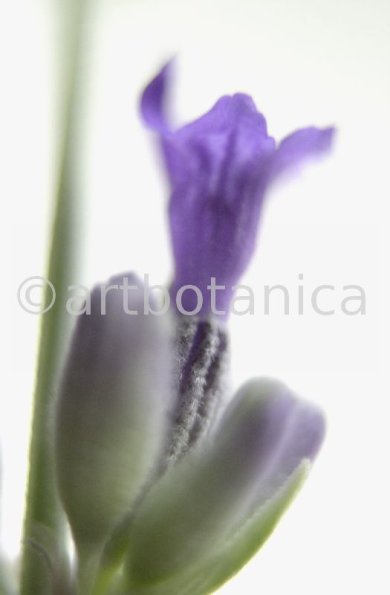 Lavendel-Lavendula-officinalis-33