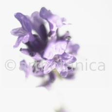 Lavendel-Lavendula-officinalis-14