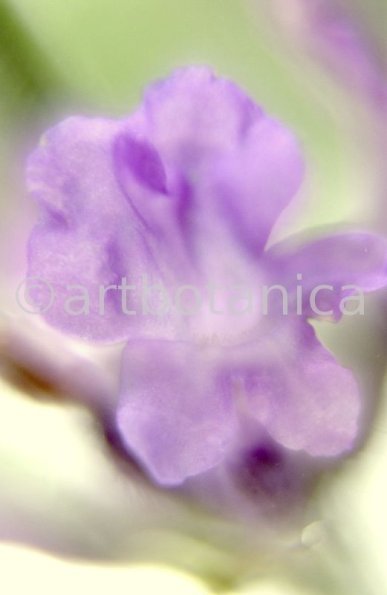 Lavendel-Lavendula-officinalis-62