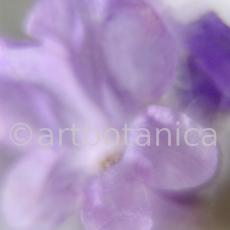 Lavendel-Lavendula-officinalis-60