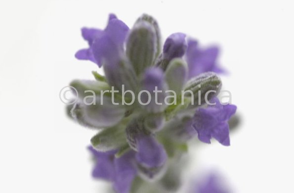 Lavendel-Lavendula-officinalis-15