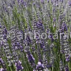 Lavendel-Sommertraum