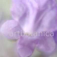 Lavendel-Lavendula-officinalis-61