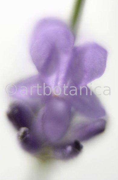 Lavendel-Lavendula-officinalis-8