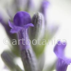 Lavendel-Lavendula-officinalis-26