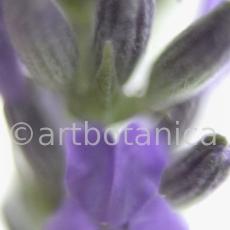 Lavendel-Lavendula-officinalis-35