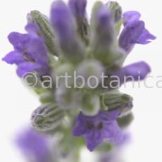 Lavendel-Lavendula-officinalis-17