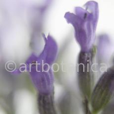 Lavendel-Lavendula-officinalis-24