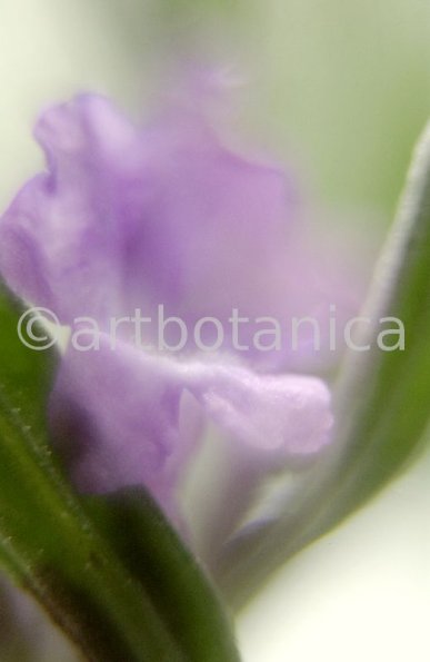 Lavendel-Lavendula-officinalis-71