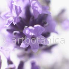 Lavendel-Lavendula-officinalis-6