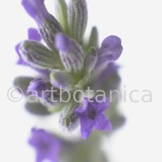 Lavendel-Lavendula-officinalis-48