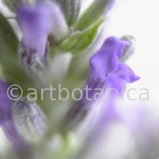 Lavendel-Lavendula-officinalis-22