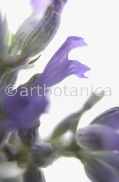 Lavendel-Lavendula-officinalis-41