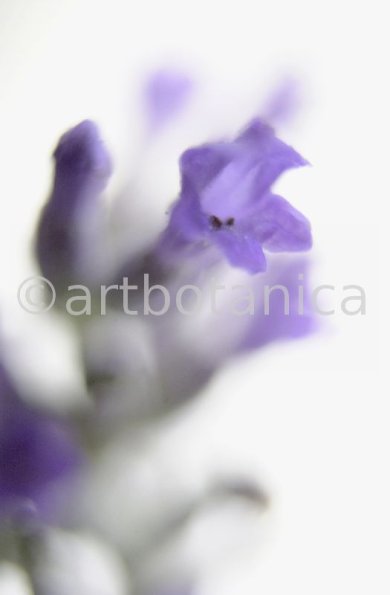 Lavendel-Lavendula-officinalis-42
