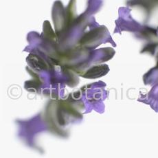 Lavendel-Lavendula-officinalis-37