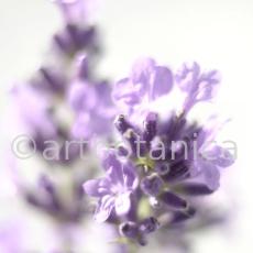 Lavendel-Lavendula-officinalis-13