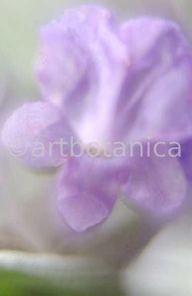 Lavendel-Lavendula-officinalis-61