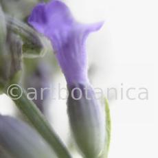 Lavendel-Lavendula-officinalis-43