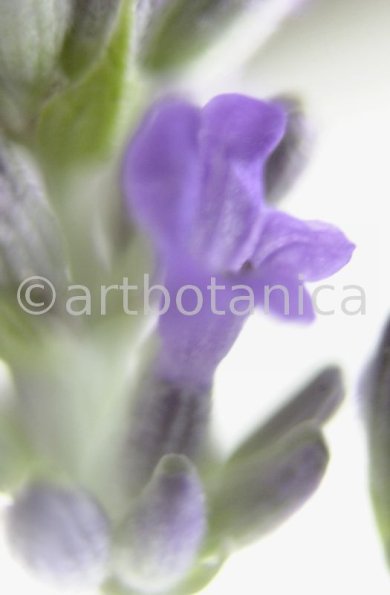 Lavendel-Lavendula-officinalis-30