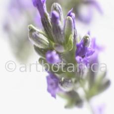 Lavendel-Lavendula-officinalis-50