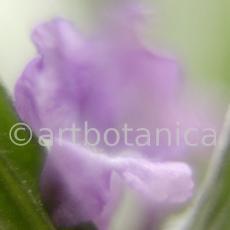 Lavendel-Lavendula-officinalis-72