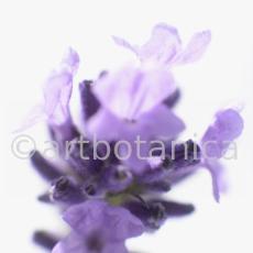 Lavendel-Lavendula-officinalis-3