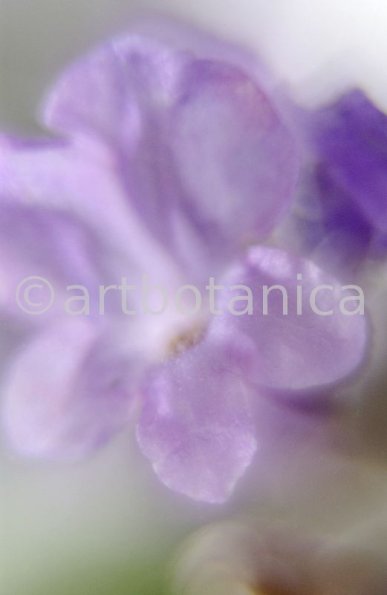 Lavendel-Lavendula-officinalis-60