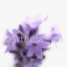 Lavendel-Lavendula-officinalis-2