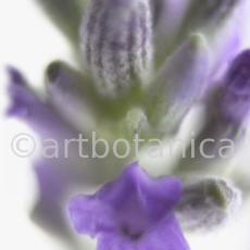 Lavendel-Lavendula-officinalis-49