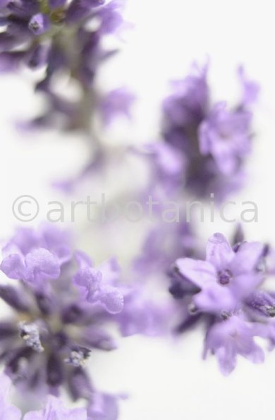 Lavendel-Lavendula-officinalis-4