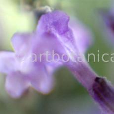 Lavendel-Lavendula-officinalis-58