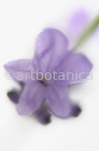Lavendel-Lavendula-officinalis-10
