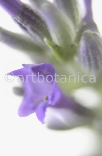 Lavendel-Lavendula-officinalis-31