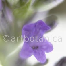 Lavendel-Lavendula-officinalis-32