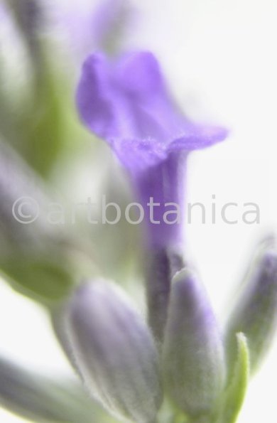 Lavendel-Lavendula-officinalis-34
