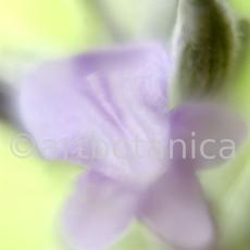 Lavendel-Lavendula-officinalis-56