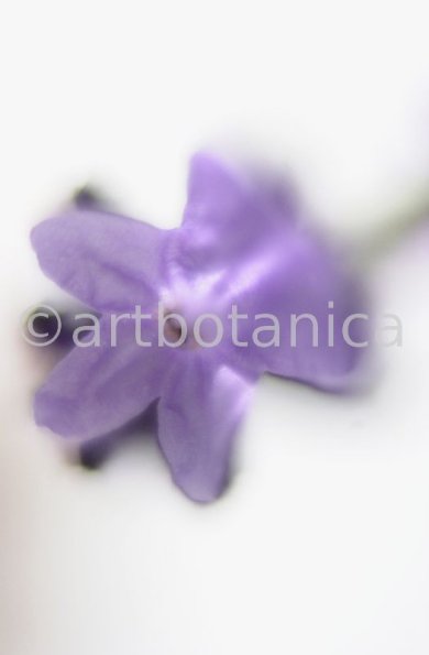 Lavendel-Lavendula-officinalis-9