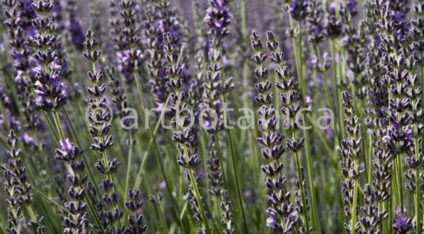 Lavendel-Sommertraum