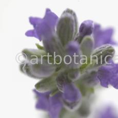 Lavendel-Lavendula-officinalis-15