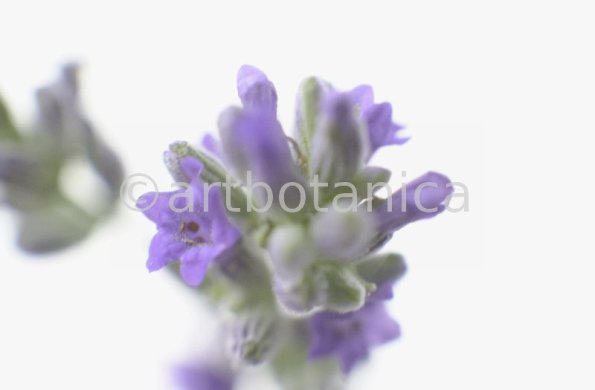 Lavendel-Lavendula-officinalis-45
