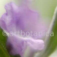 Lavendel-Lavendula-officinalis-71