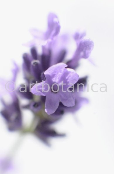 Lavendel-Lavendula-officinalis-1